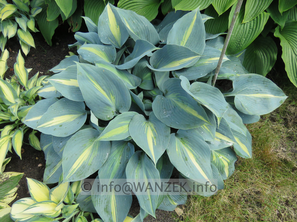 Hosta tardiana June X 01.JPG